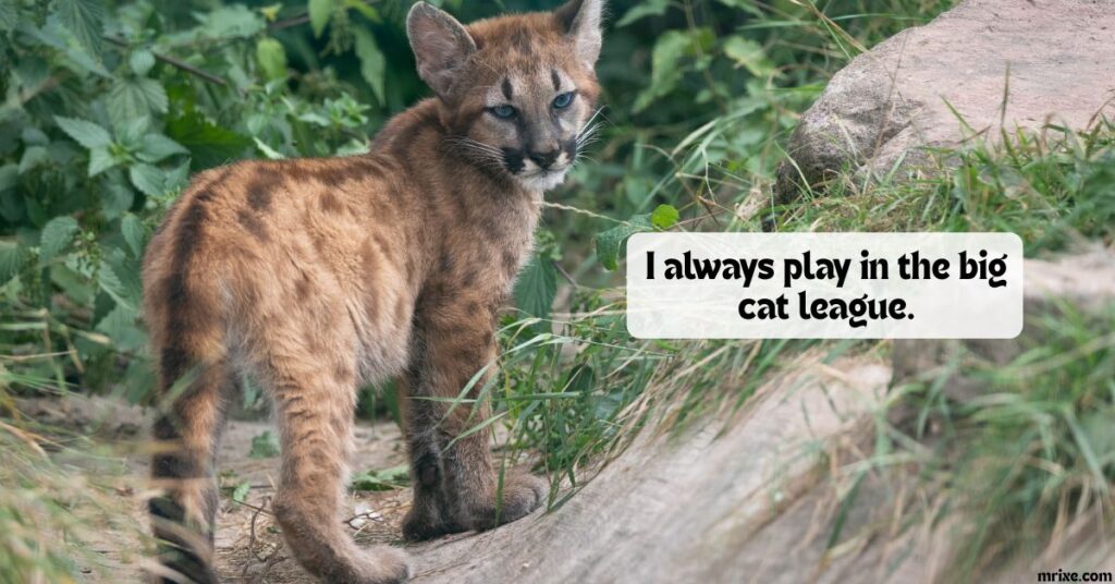 Championship Cougar Chuckles