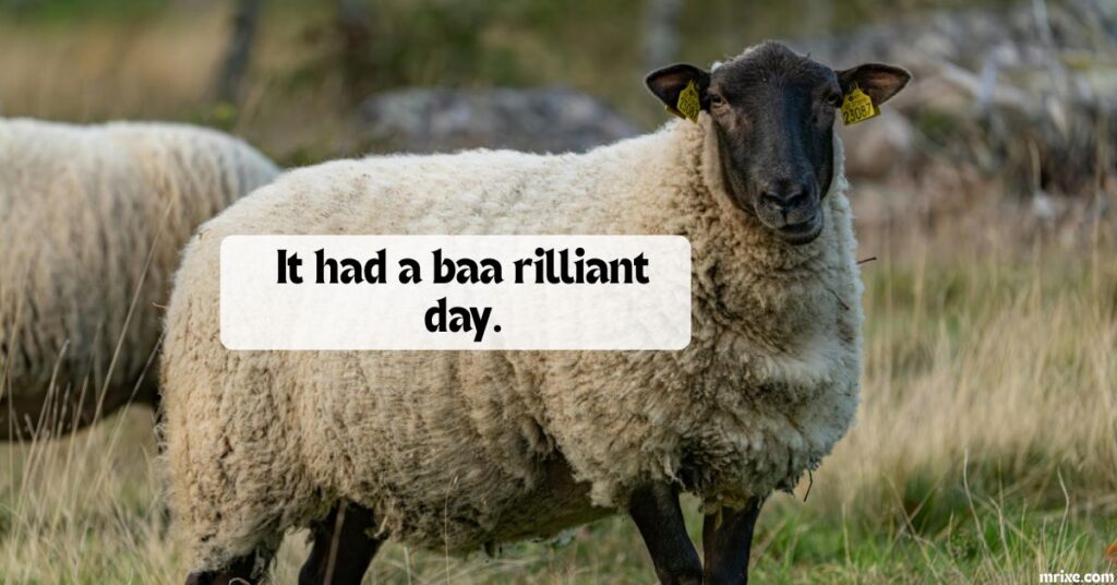 Clean Sheep Jokes for Kids