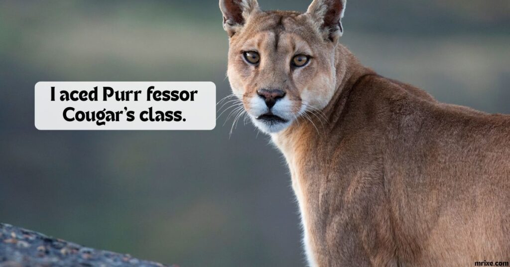 Cougar Classroom Chuckles