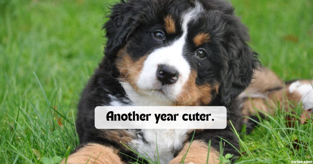 Dog Birthday Puns
