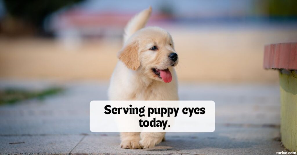 Dog Puns for Instagram Captions