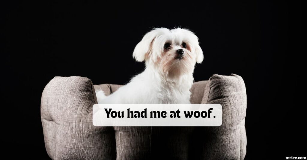Dog Valentine's Day Puns