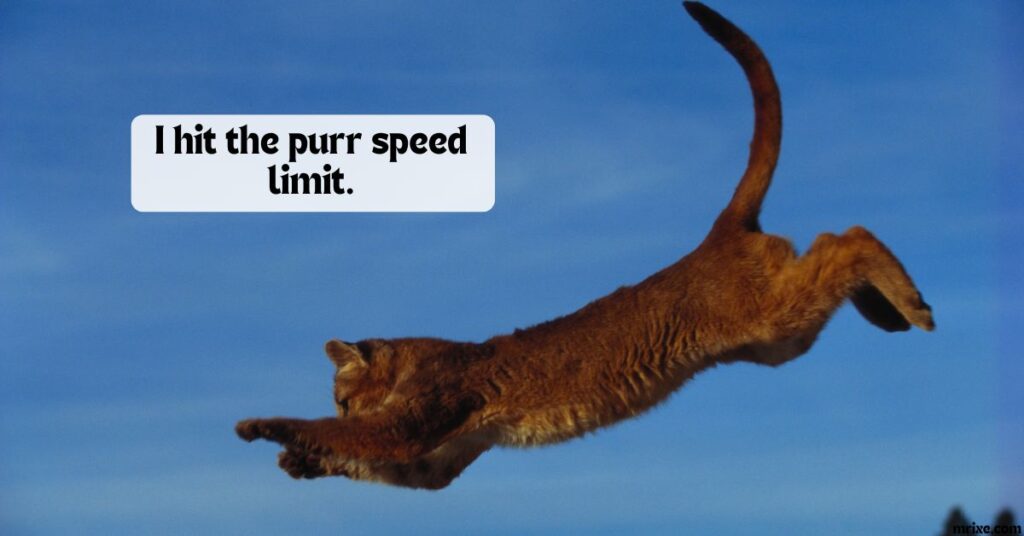 Fast & Furry Cougar Laughs