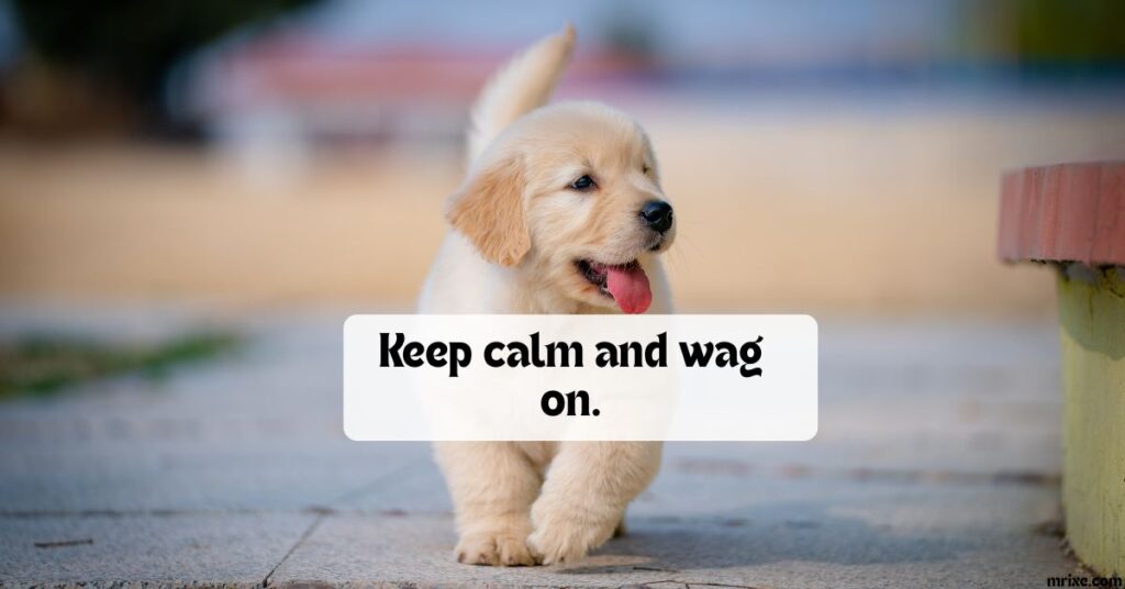 Funny Dog Puns and Everyday Dog Wordplay