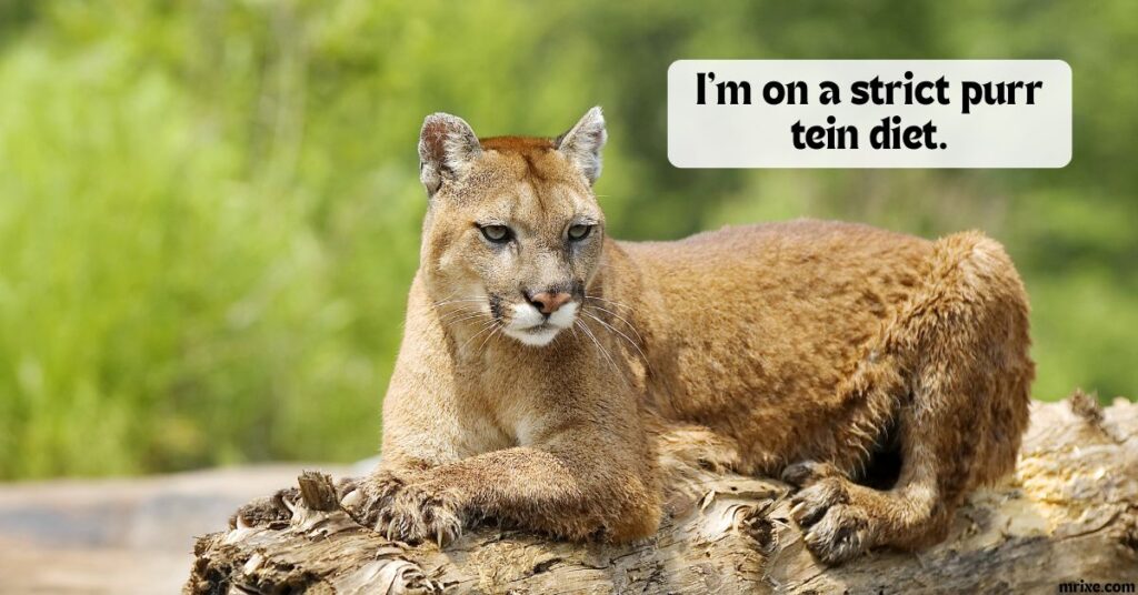Furry Foodie Cougar Puns