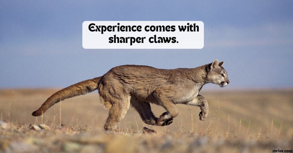 Mature Cougar Humor That Never Gets Old