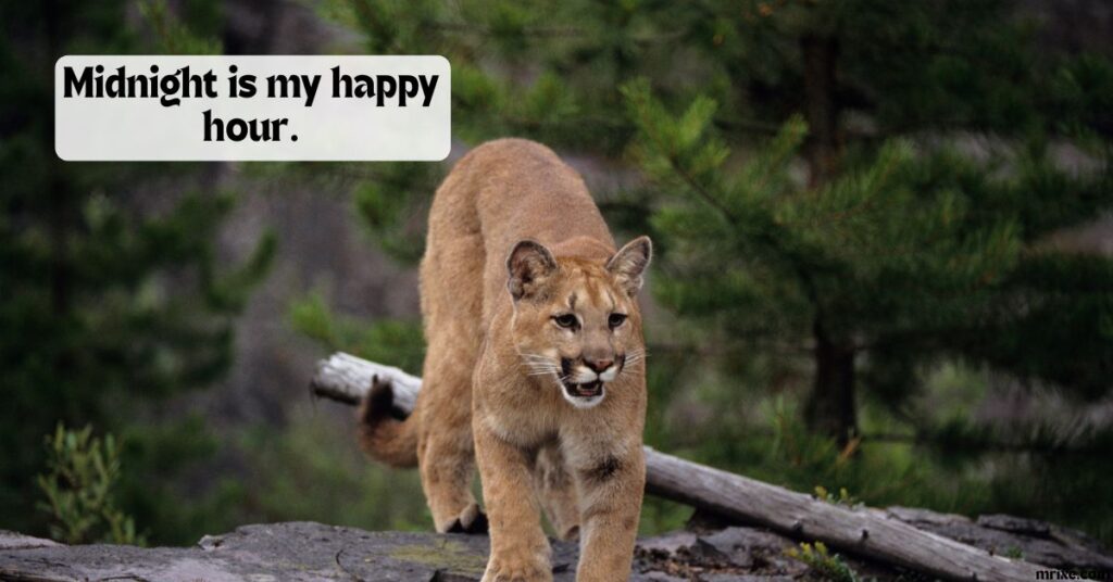 Moonlight Cougar Giggles