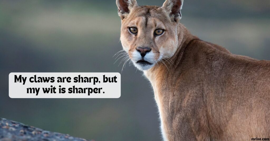 Paws-itively Wild Cougar Comebacks