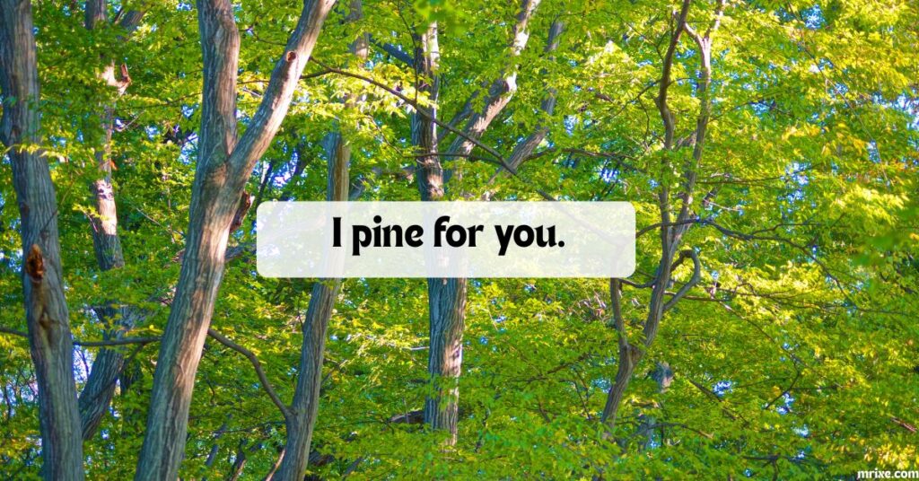 Pine Tree Puns