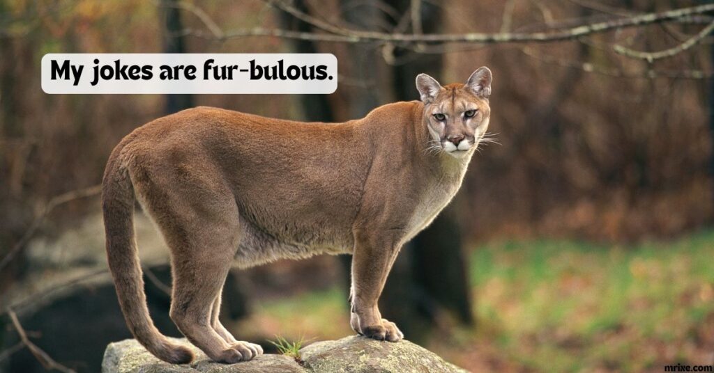 Purr-fectly Wild Wordplay