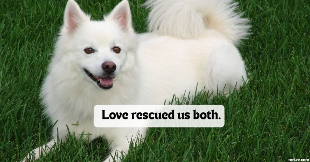 Rescue, Adoption, and Gotcha Day Dog Puns