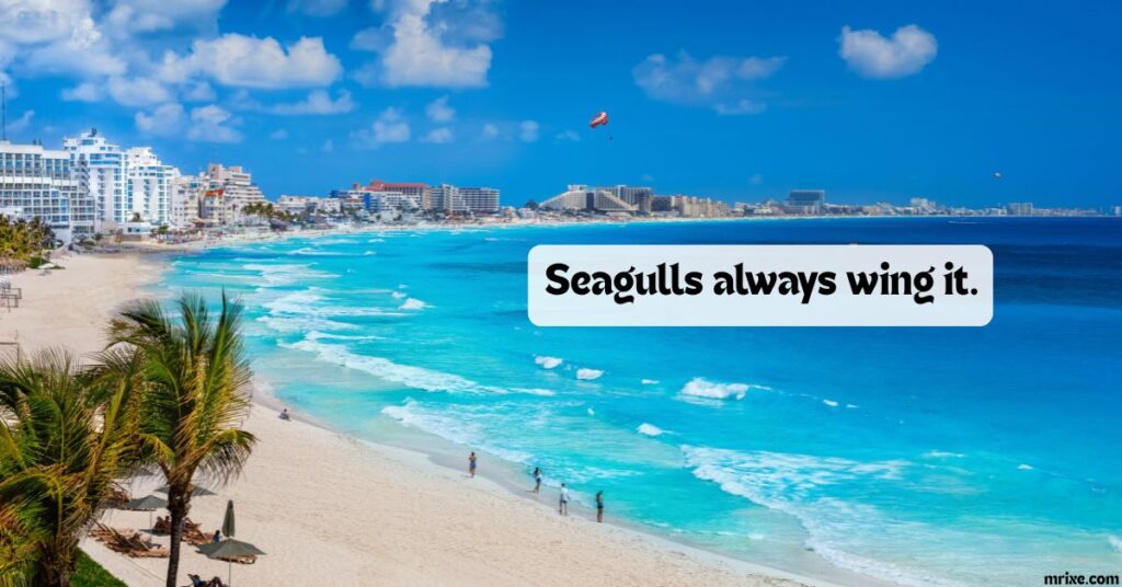 Seagull Shenanigans Worth Squawking About