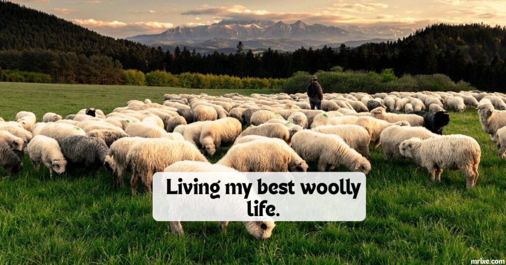 Sheep Captions for Instagram, Farms, and Pastures