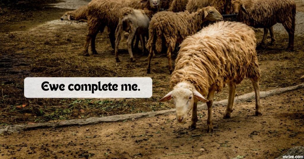 Sheep Love Puns and Valentine Lines