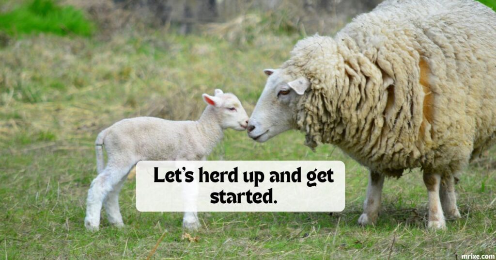 Sheep Puns for Work, Meetings, and Group Chats