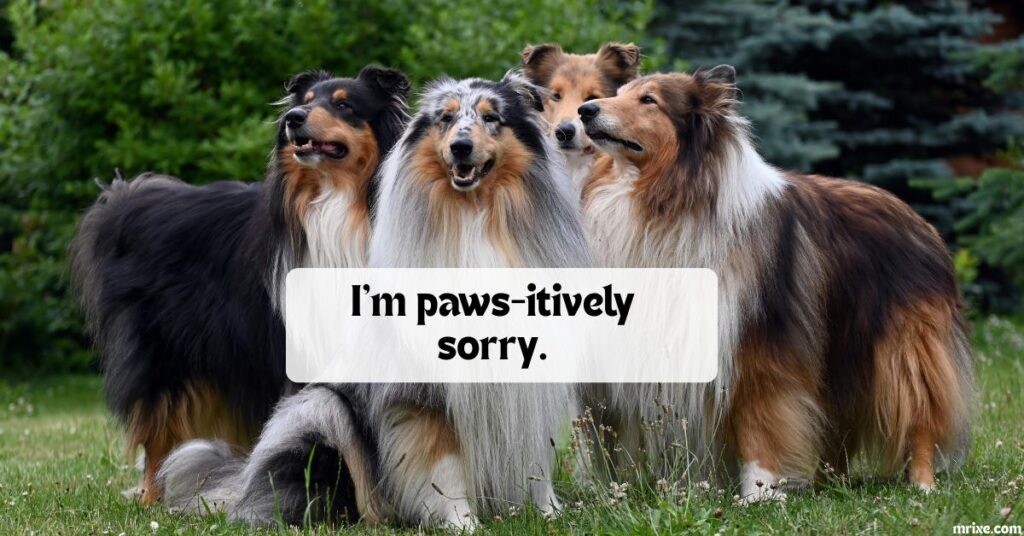Sorry Dog Puns